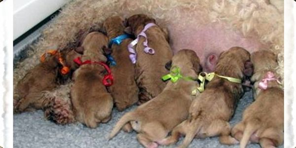 Six puppies breastfeeding on their mother