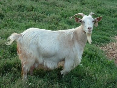 kiko goat