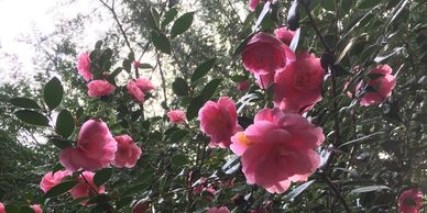 beauty mental health healthcare wellness