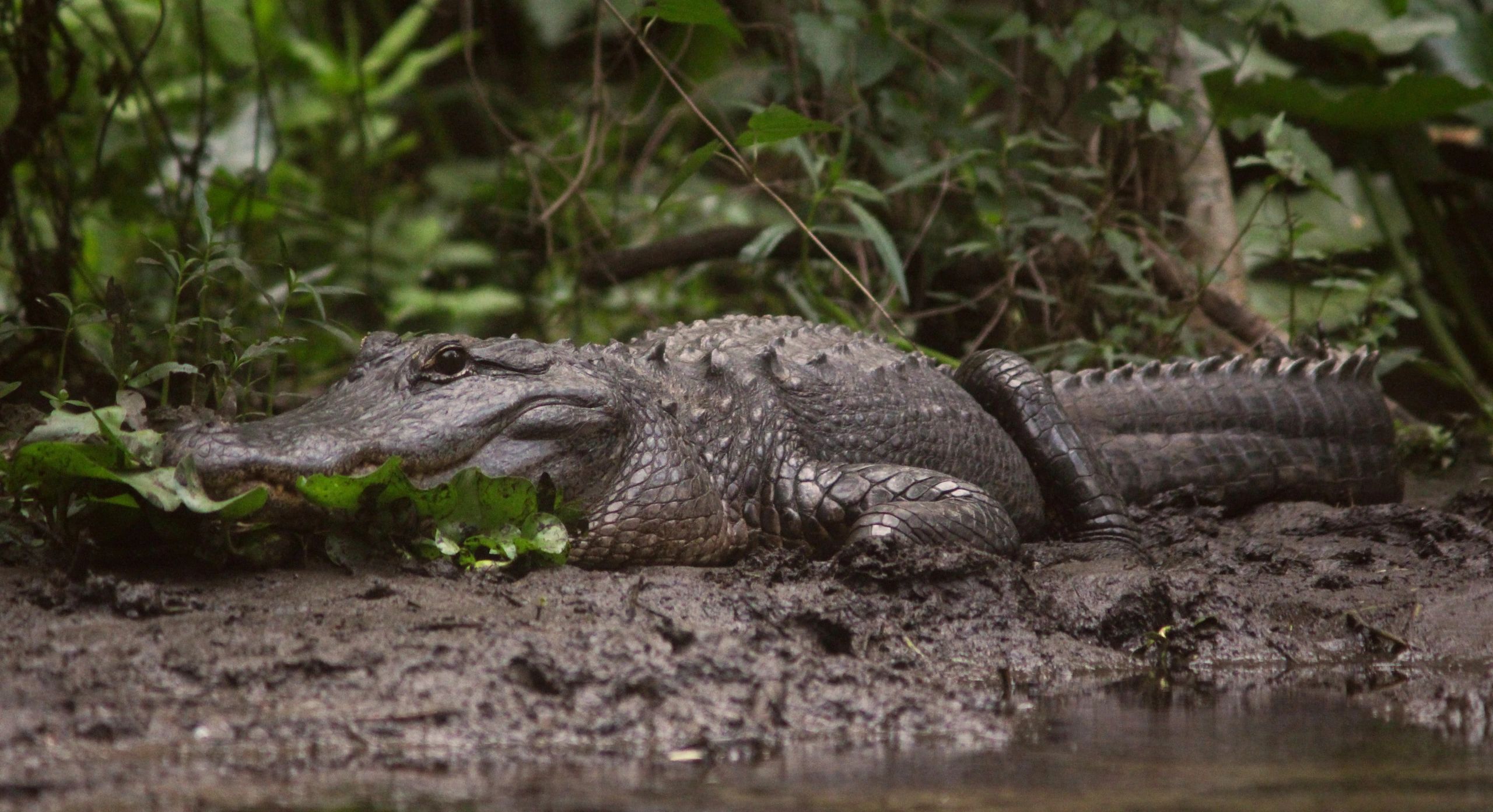ash dudney photographer photography high end luxury wildlife alligator conservation professional
