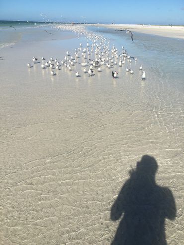 Ali takes a photo of seagulls enjoying the low tide at Siesta Beach