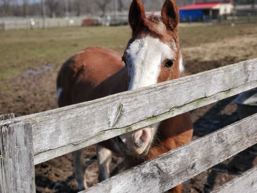 Resident Harley would like to welcome you to the ranch!
