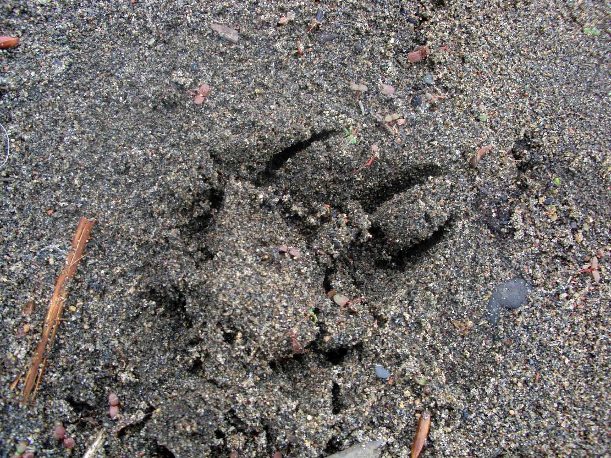 Bear paw print in the sand.