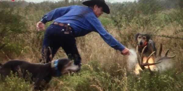 This is an image of a man working with his deer tracking dogs.