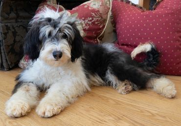 Fully Trained Sheepadoodle