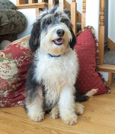 fully trained sheepadoodle
