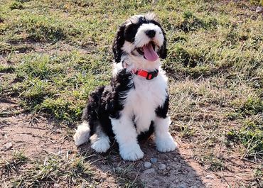 4 month old sheepadoodle