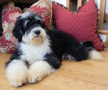 Sheepadoodle laying on the floor