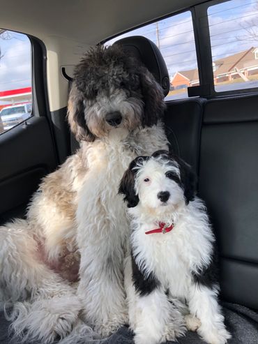 two sheepadoodles sitting in back seat of car