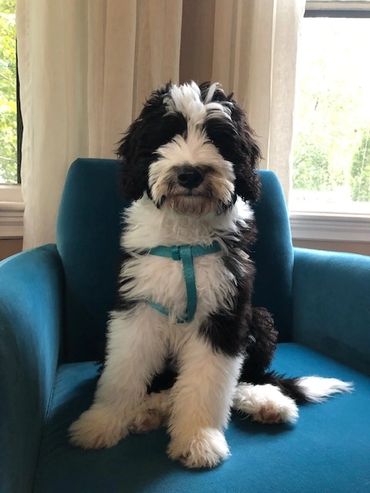 Sheepadoodle Service Dog
