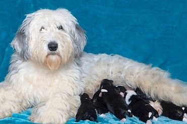 Sheepadoodle Puppies With Mom Dog