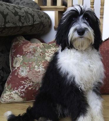Proud Sheepadoodle sitting in living room