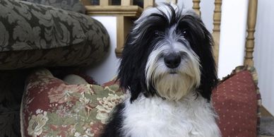 Trained Sheepadoodle