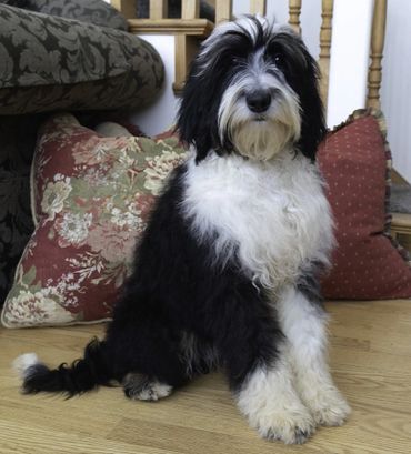 Proud Sheepadoodle sitting in living room