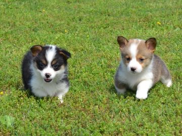 Corgis for sale
Corgi puppies for sale
Corgi puppies for sale in Oklahoma