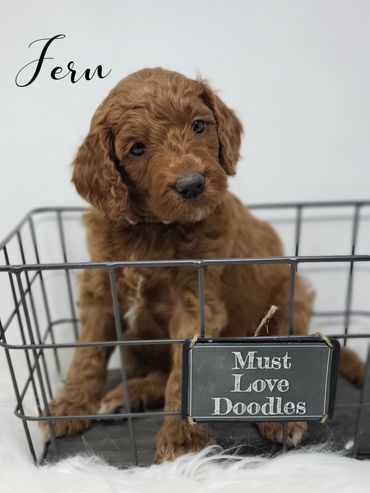 F1b Goldendoodle Puppy