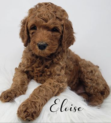F1b Labradoodle Puppy