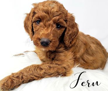 F1b Goldendoodle Puppy