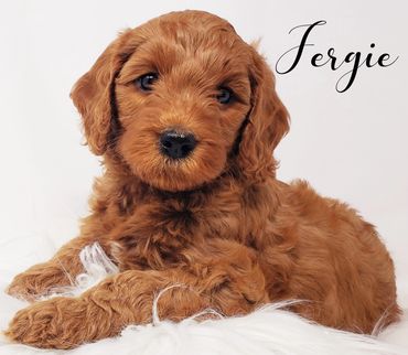 F1b Goldendoodle Puppy