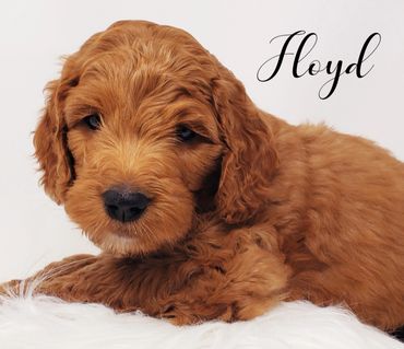 F1b Goldendoodle Puppy