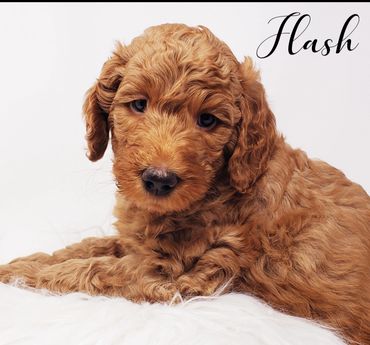 F1b Goldendoodle Puppy