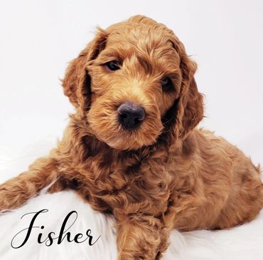 F1b Goldendoodle Puppy