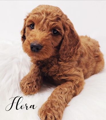 F1b Goldendoodle Puppy