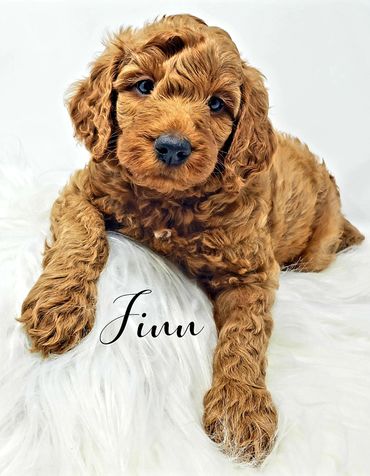 F1b Goldendoodle Puppy