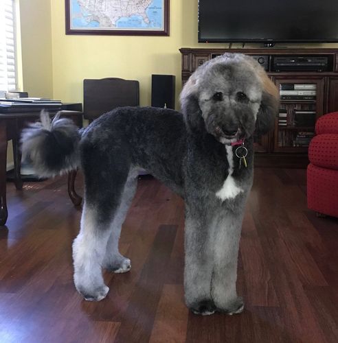 Shepadoodle puppies for sale