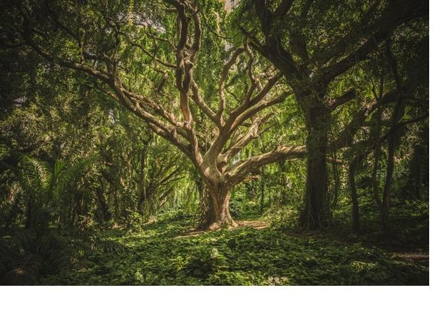 Therapy Tree