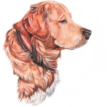 Pet portrait of golden retriever dog