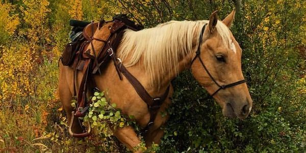 Yellowstone horse back ride