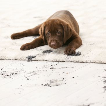 Green Professional Deep Steam Carpet Cleaners Wellington CO