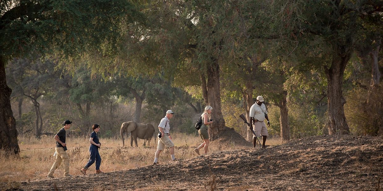 Elephant on walking safari, Mana Pools National Park, Wilderness Safaris, Zimbabwe