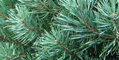 Cut your own Scotch Pines Christmas Trees