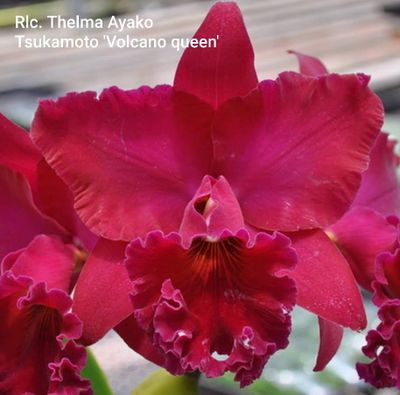 Orchid volcano queen