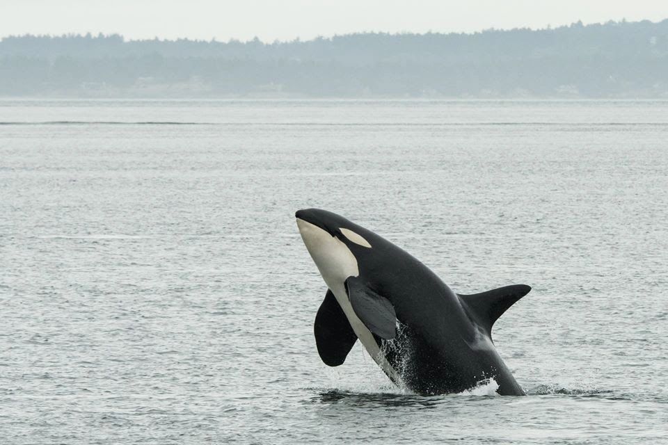 Southern Resident killer whale K20 Spock of K Pod. Breaching. Photo by Sara Hysong Shimazu at SJI Wh