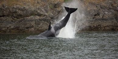 Bigg's Transient killer whale T122 Centeki cartwheeling. Photo by Barbara Howitt at All Aboard Saili
