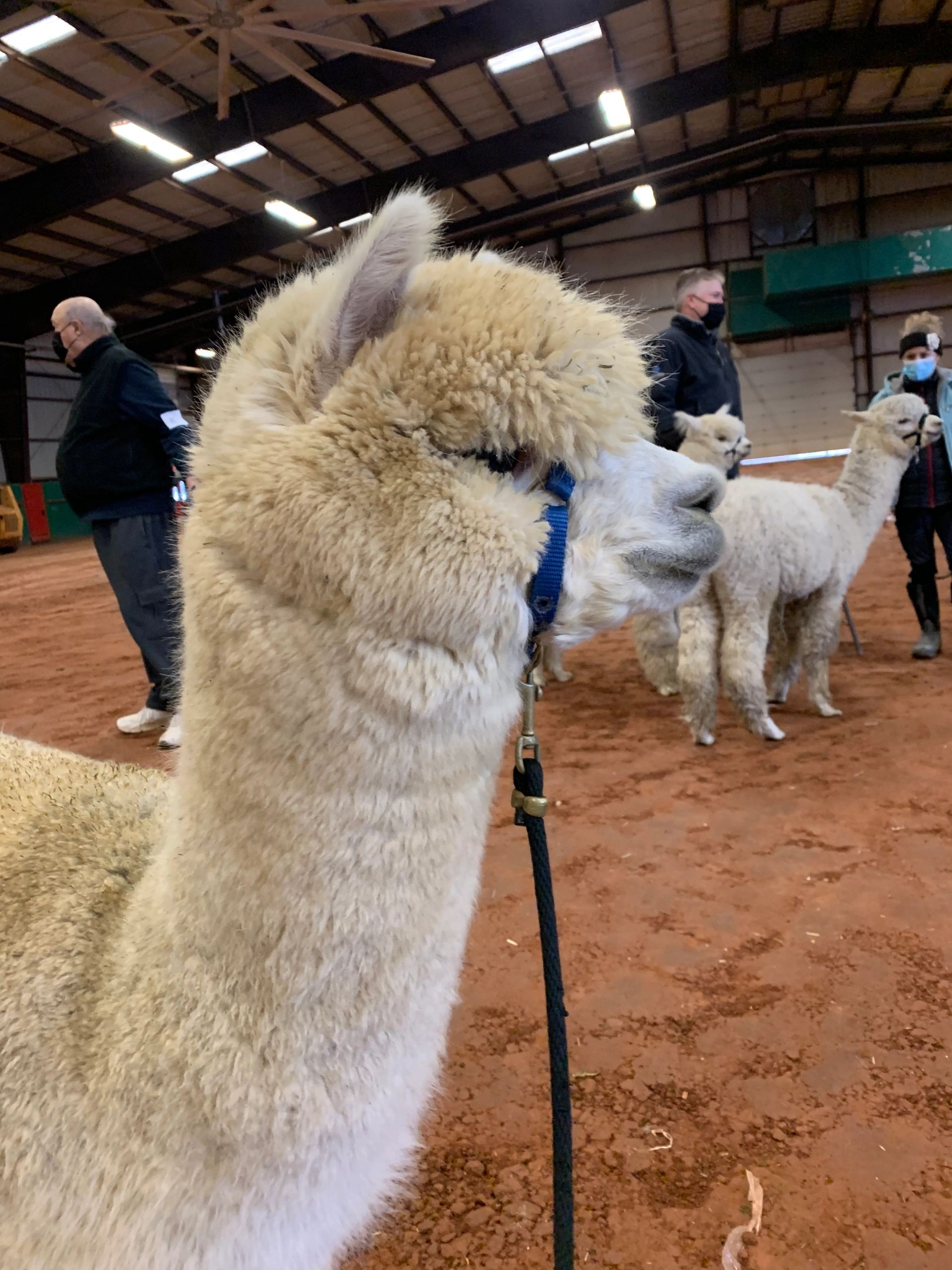 People holding the white alpaca