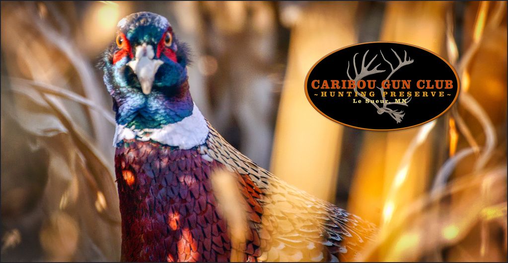 Caribou Gun Club & Hunting Preserve.
Pheasant & Chukar hunting.