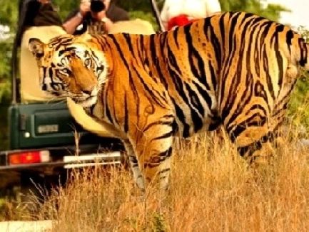 Dandeli Jungle Safari