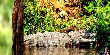 Family Resort Dandeli