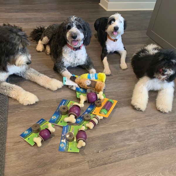 bernedoodle and sheepadoodle