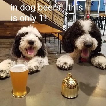 Bernedoodle at a brewery