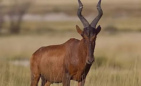 Red Hartebeest Hunting South Africa