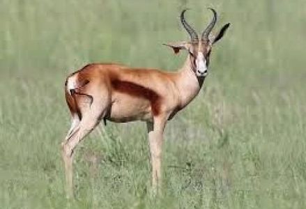 Copper Springbok Hunting South Africa