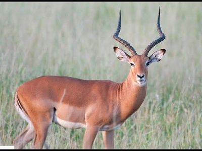 Impala Hunting South Africa