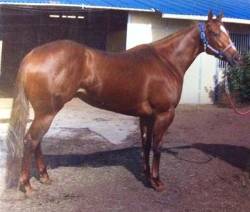 First Carolina
Broodmare
Racehorse