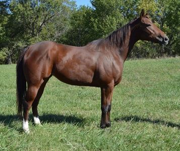 Paint Your Wagon
Racehorse