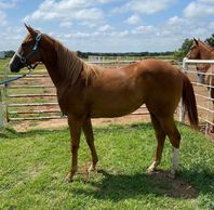 Heritage place filly
